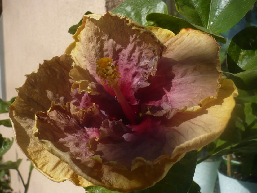 P1450350 - HIBISCUSI 2020-2