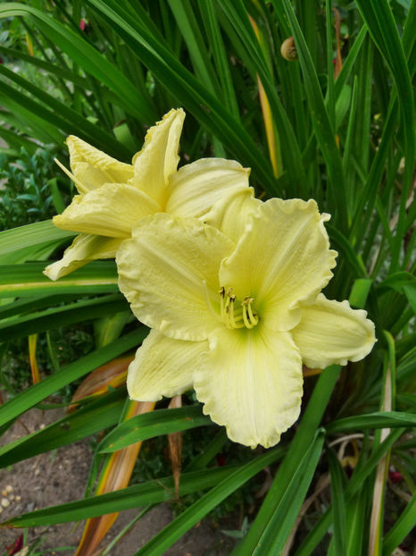 2020 - Hemerocallis