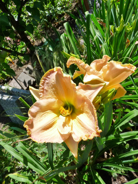  - Hemerocallis