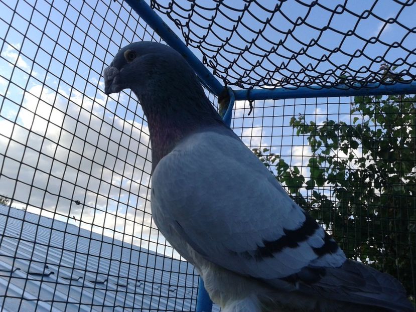 Fotografie0040 (3) - Standard