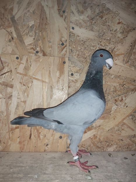  - Voiajor German PUII 2020