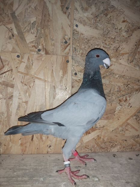  - Voiajor German PUII 2020