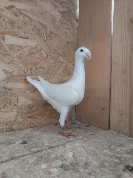  - Voiajor German PUII 2020