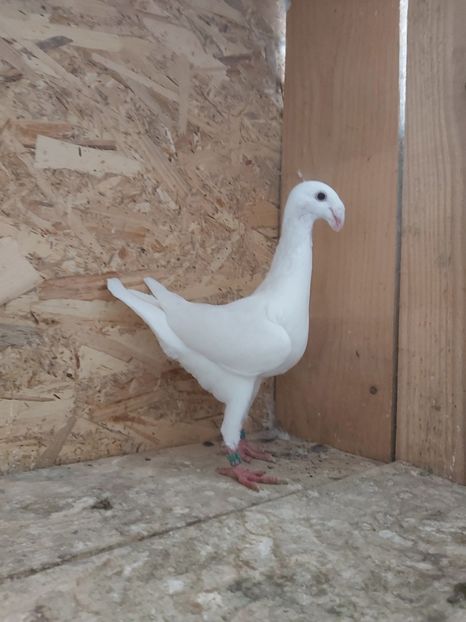  - Voiajor German PUII 2020