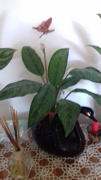  - 003-1 Aglaonema- planta intunericului