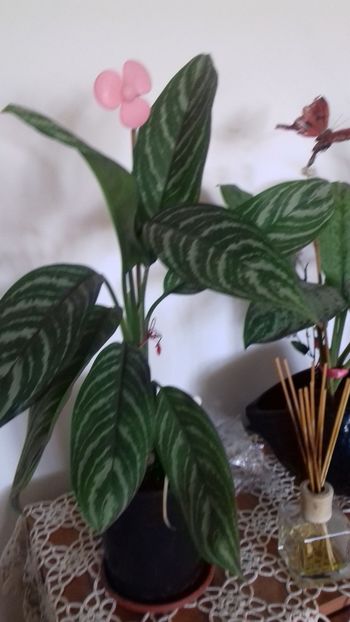  - 003-1 Aglaonema- planta intunericului