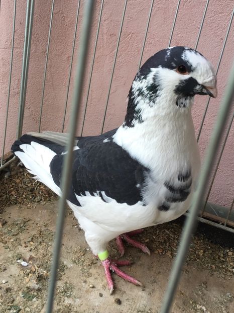 1DF9F630-1C75-4A89-83C7-E05796A61B91 - Porumbei vanduti 2017-2025