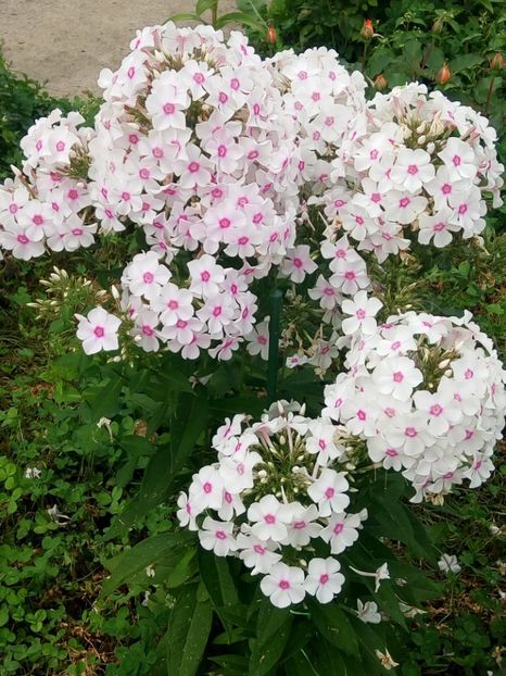  - 0- PHLOX - ECHINACEA- RUDBECKIA- si alte perene