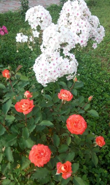  - 0- PHLOX - ECHINACEA- RUDBECKIA- si alte perene