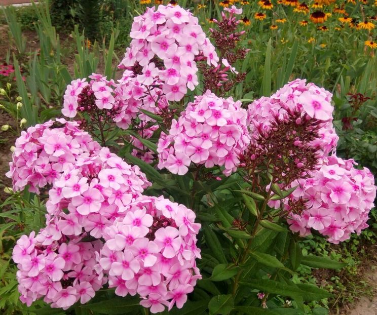  - 0- PHLOX - ECHINACEA- RUDBECKIA- si alte perene