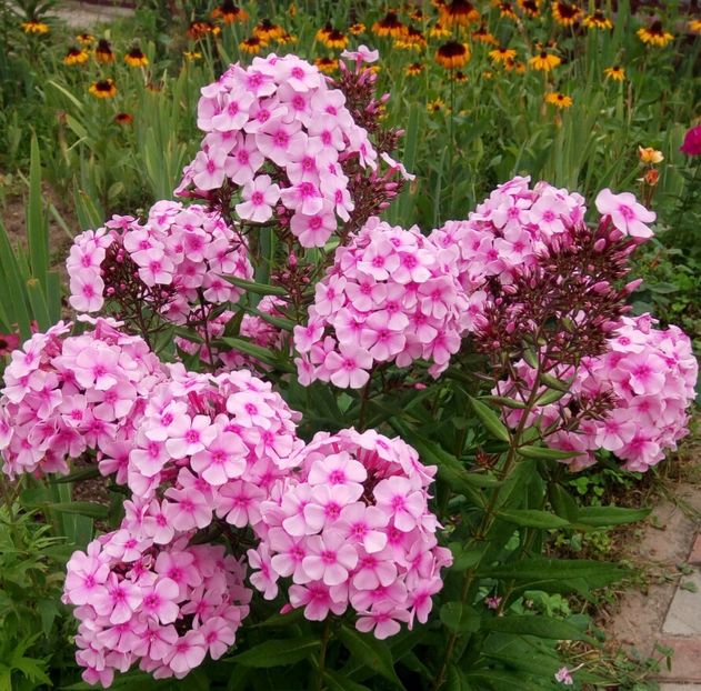  - 0- PHLOX - ECHINACEA- RUDBECKIA- si alte perene