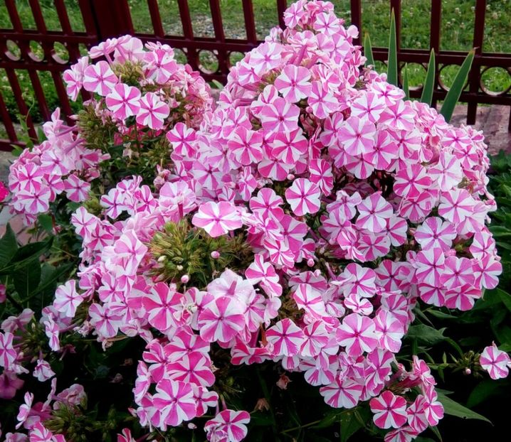 PT - 0- PHLOX - ECHINACEA- RUDBECKIA- si alte perene