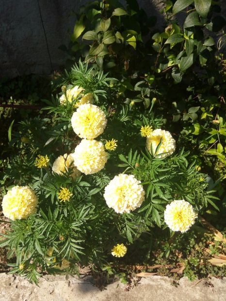Craita pitica cu flori mari - 0- PHLOX - ECHINACEA- RUDBECKIA- si alte perene