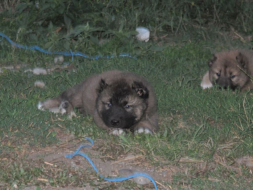  - ciobanesc caucazian