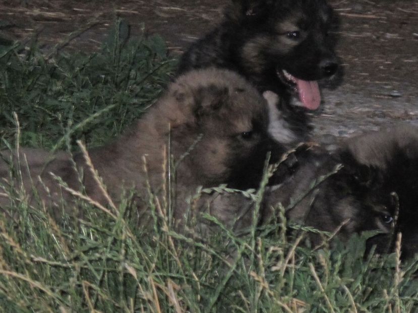  - ciobanesc caucazian