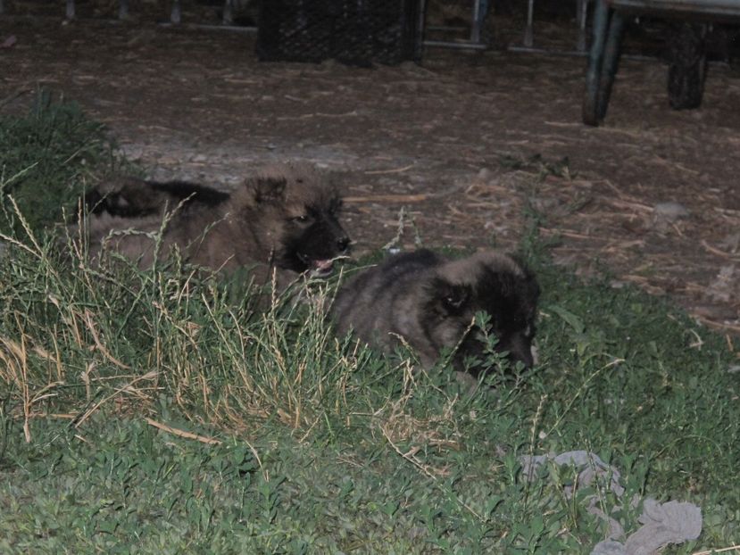  - ciobanesc caucazian