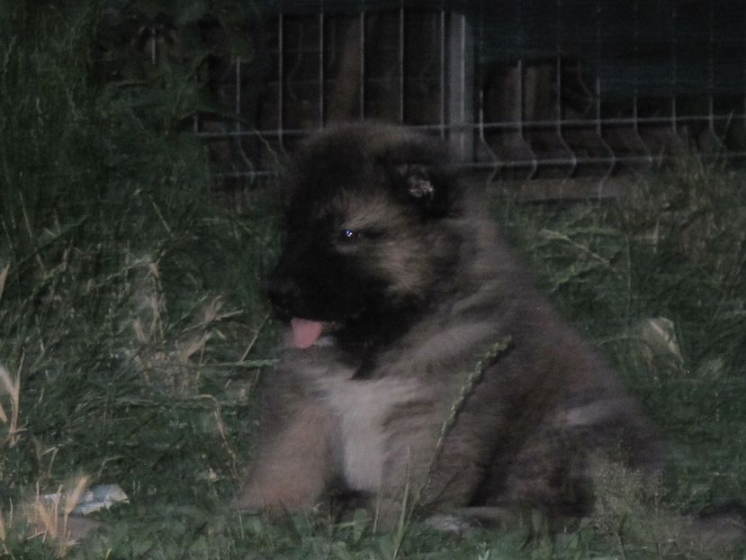  - ciobanesc caucazian