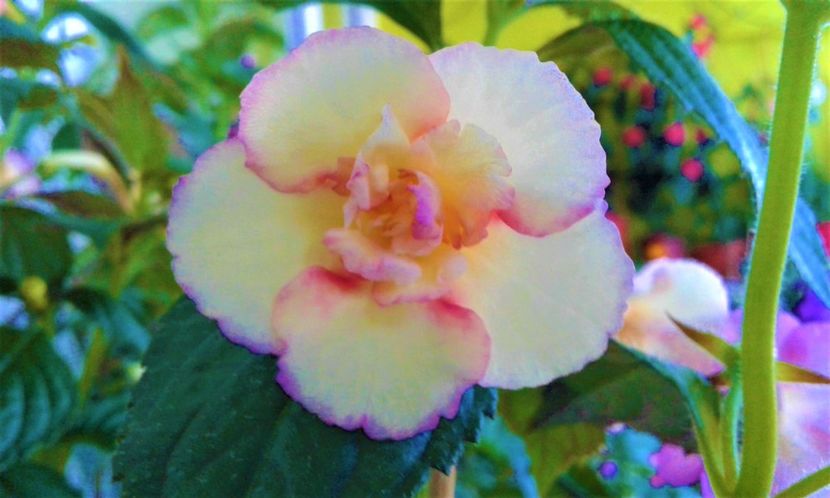 20200803_173017-5 - 000016