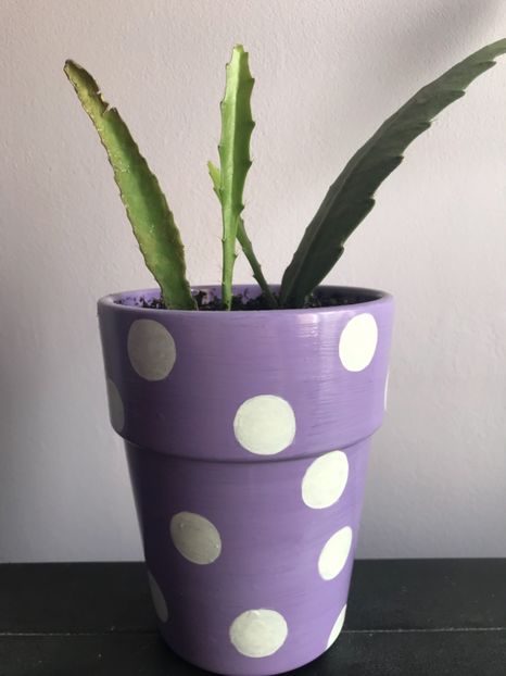 Epiphyllum - Cactusi si suculente