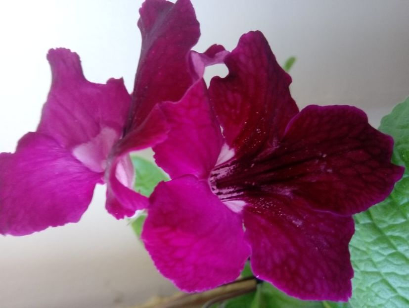  - Streptocarpusi 2020