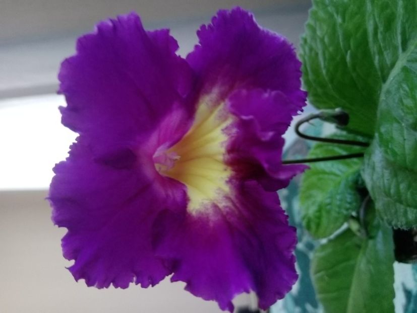  - Streptocarpusi 2020