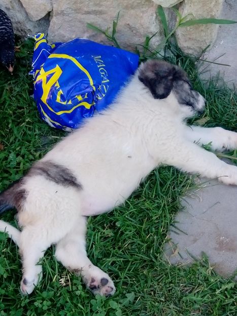  - AAA CRB un puiut 2020