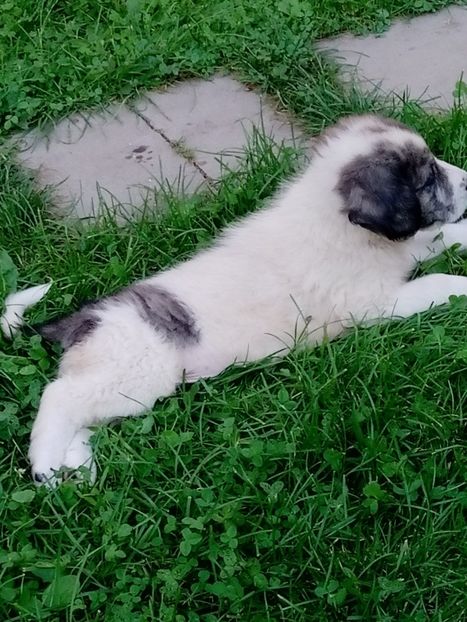  - AAA CRB un puiut 2020