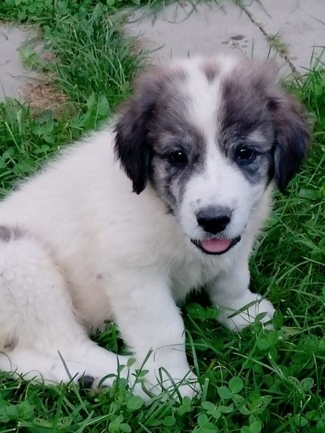 Mă numesc..Tasha  - AAA CRB un puiut 2020