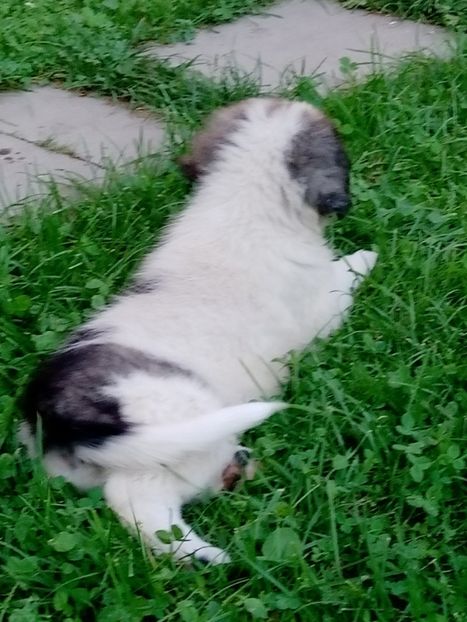  - AAA CRB un puiut 2020