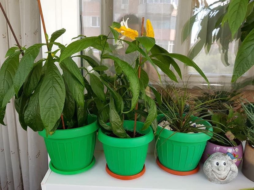 079AF098-698D-4E70-9C2F-CE8C8DD3E9E8 - Vanzari 2020