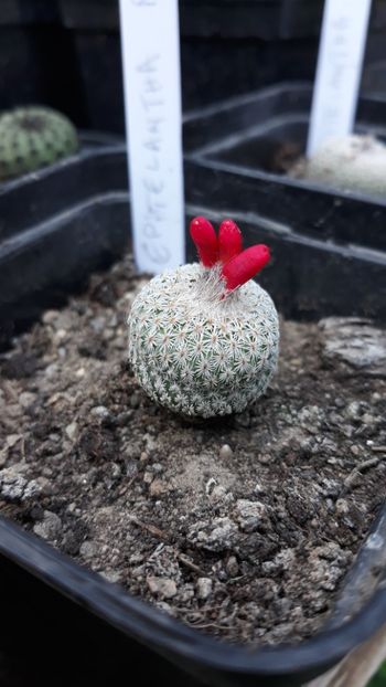  - 5 Cactuși