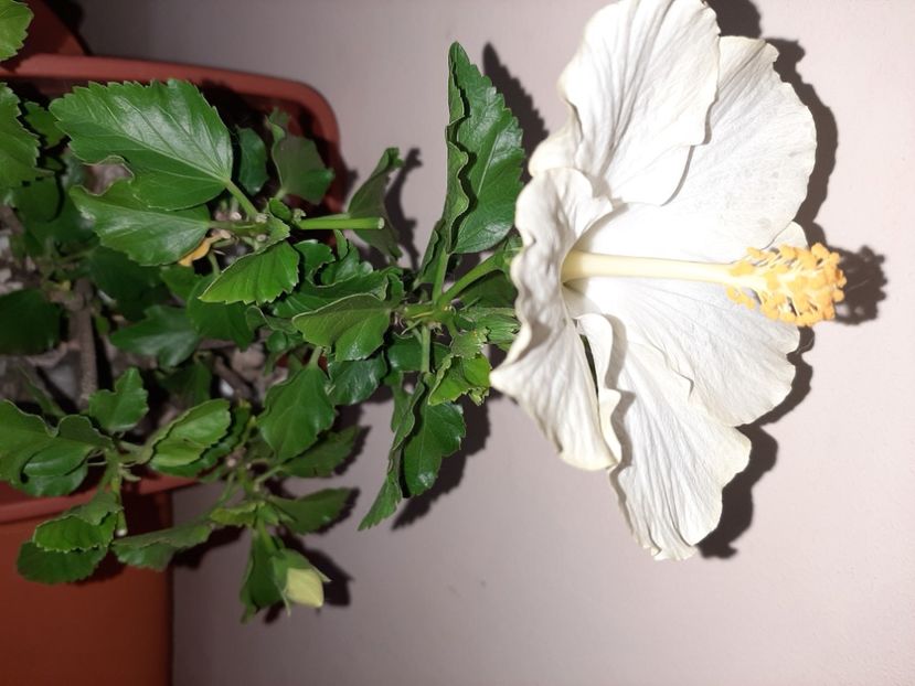  - Florile mele în august 2020