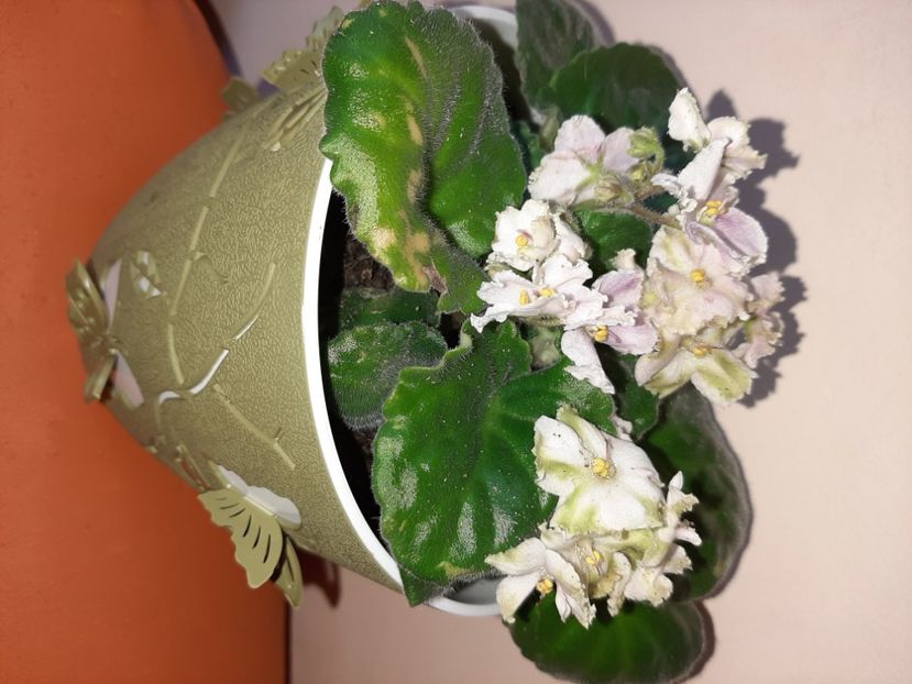  - Florile mele în august 2020