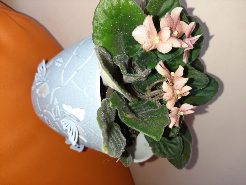  - Florile mele în august 2020