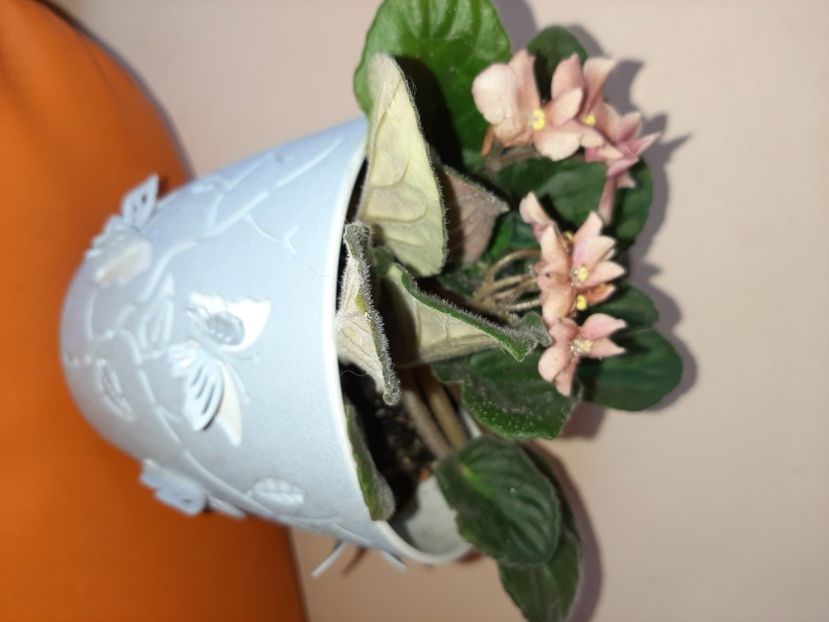  - Florile mele în august 2020