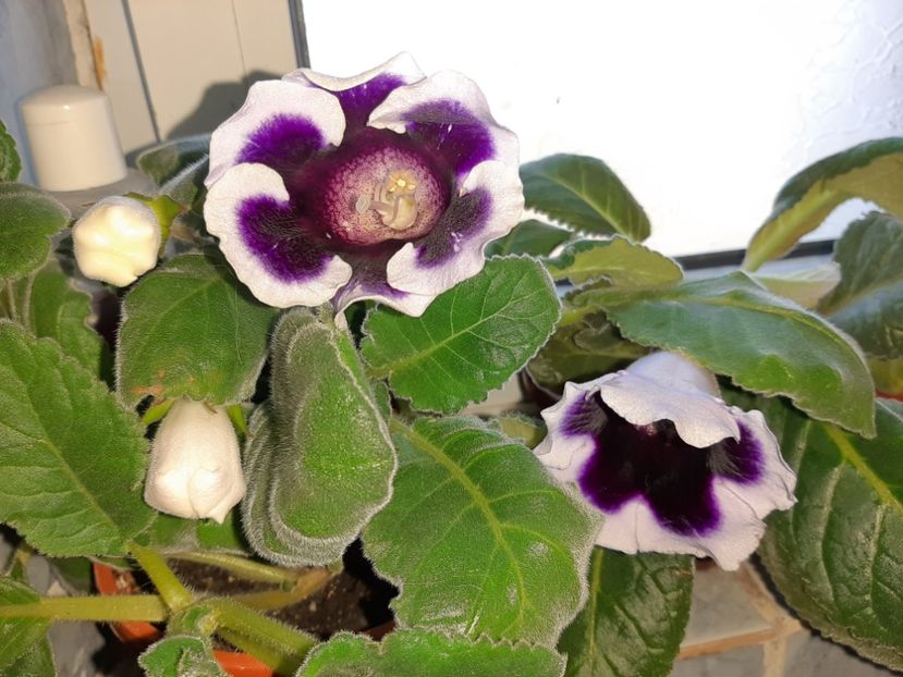  - Florile mele în august 2020