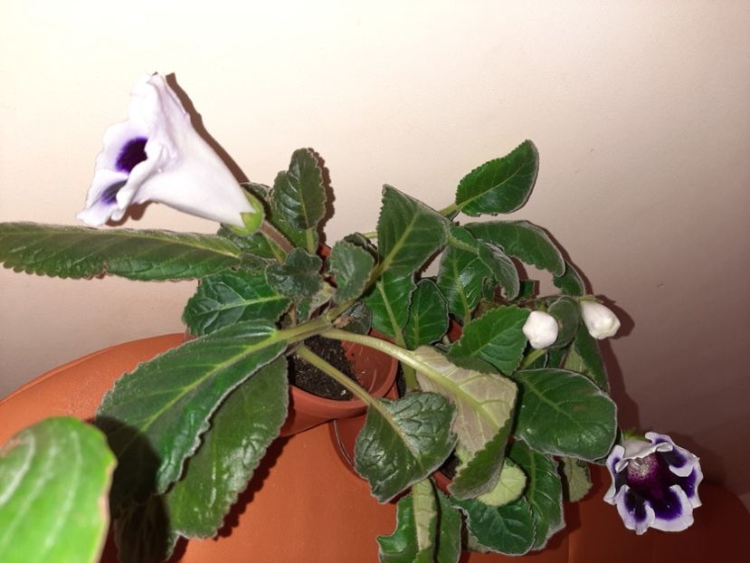  - Florile mele în august 2020