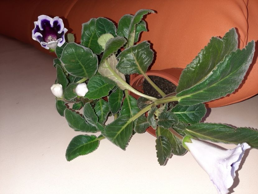  - Florile mele în august 2020