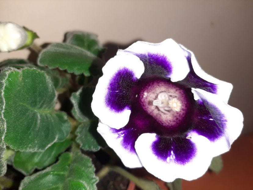  - Florile mele în august 2020