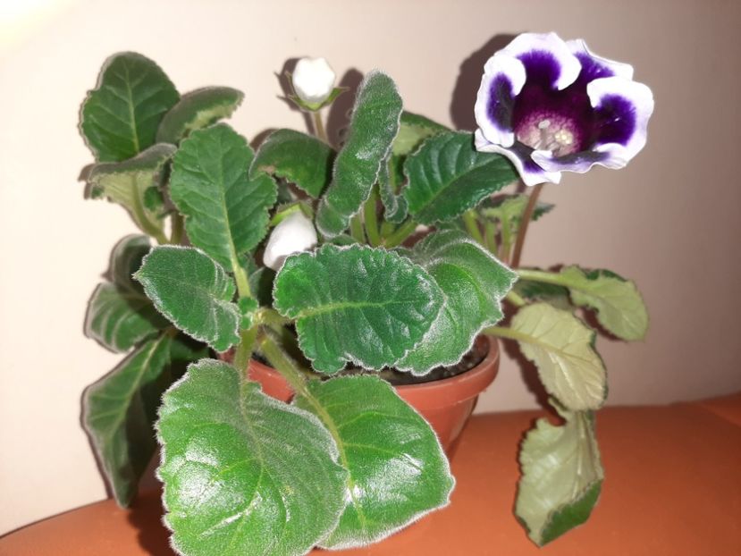  - Florile mele în august 2020