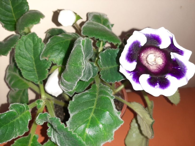  - Florile mele în august 2020