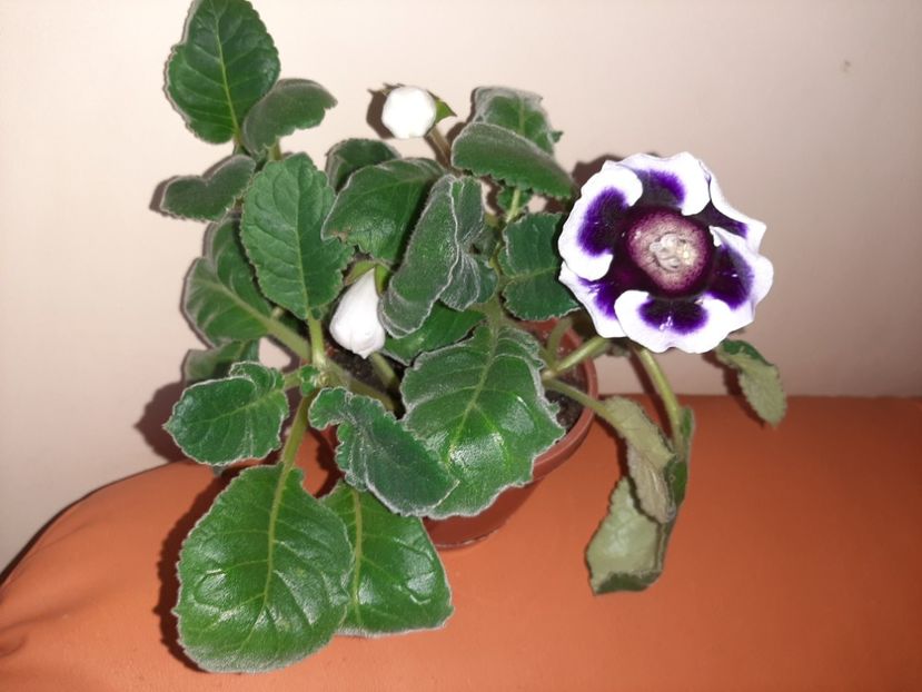  - Florile mele în august 2020