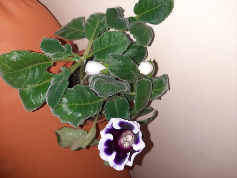  - Florile mele în august 2020