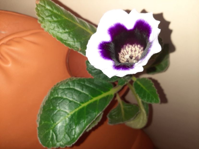  - Florile mele în august 2020