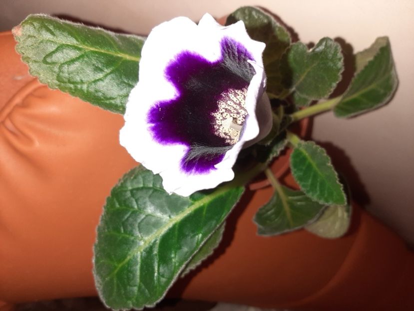  - Florile mele în august 2020