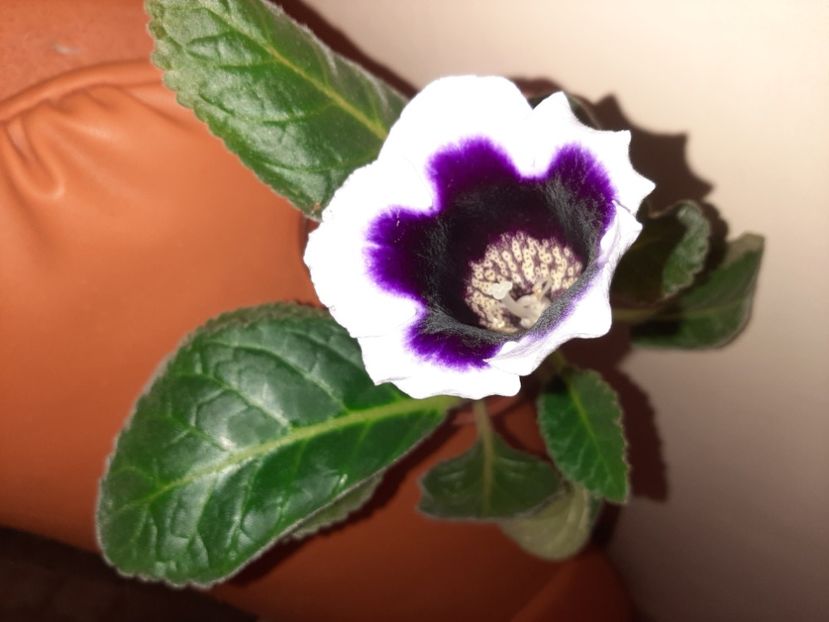  - Florile mele în august 2020