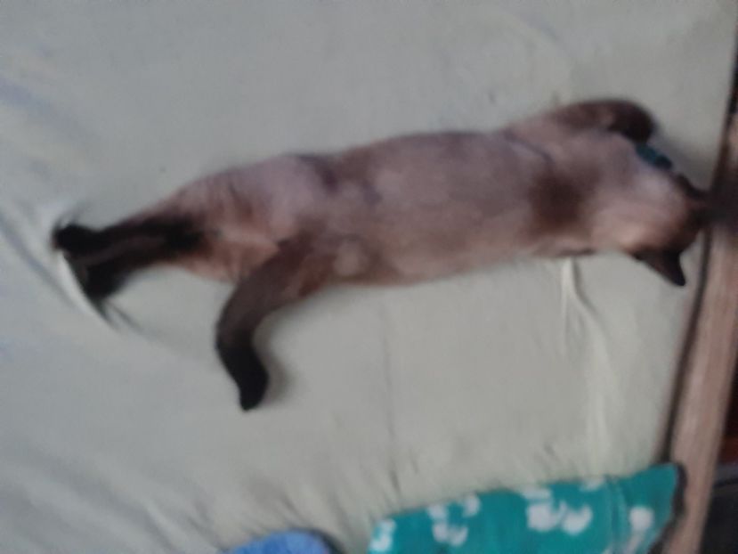  - Pisicii mei în august 2020