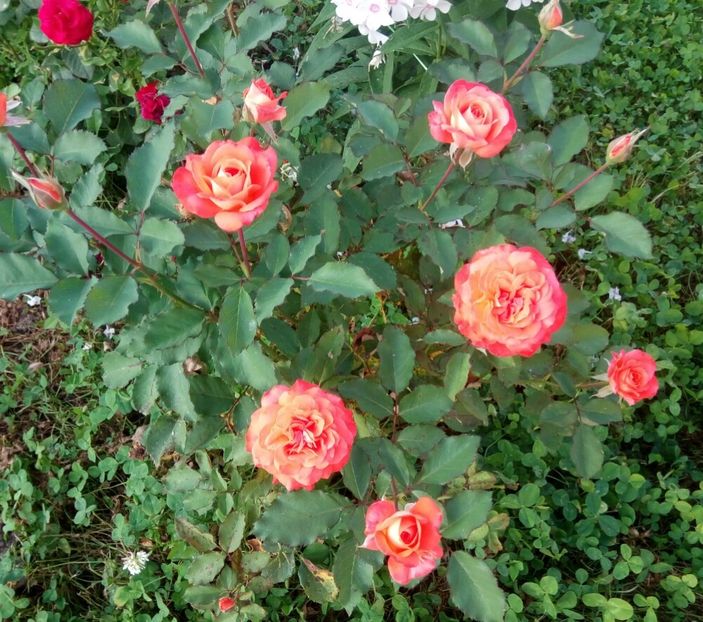  - Valerie de Montgolfier