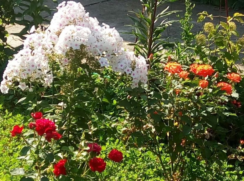 alaturi de Tryphosa si phloxul Graf Zeppelin - Valerie de Montgolfier