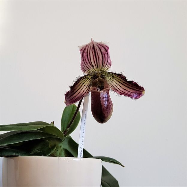  - Paphiopedilum